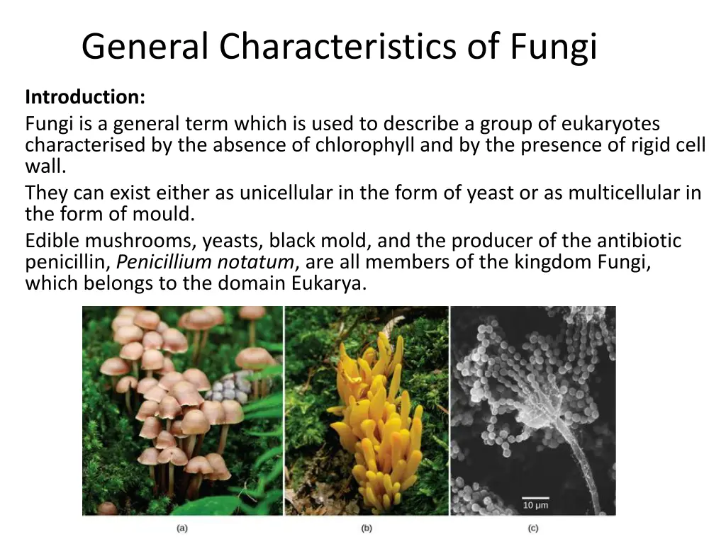 general characteristics of fungi