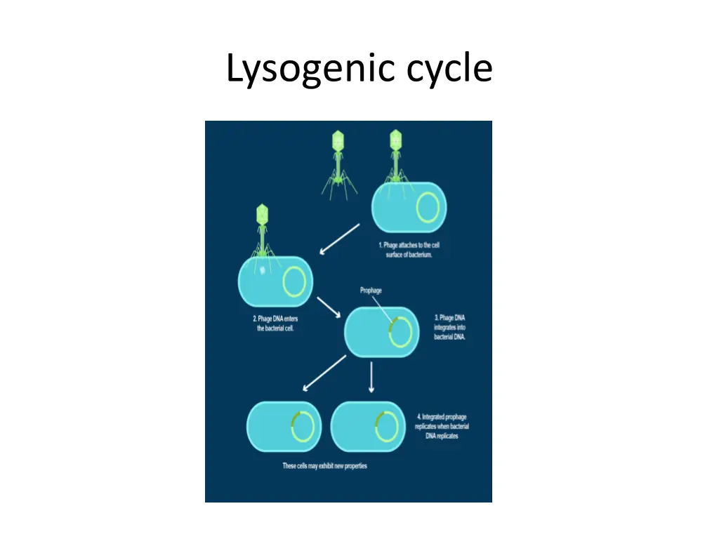 lysogenic cycle 1