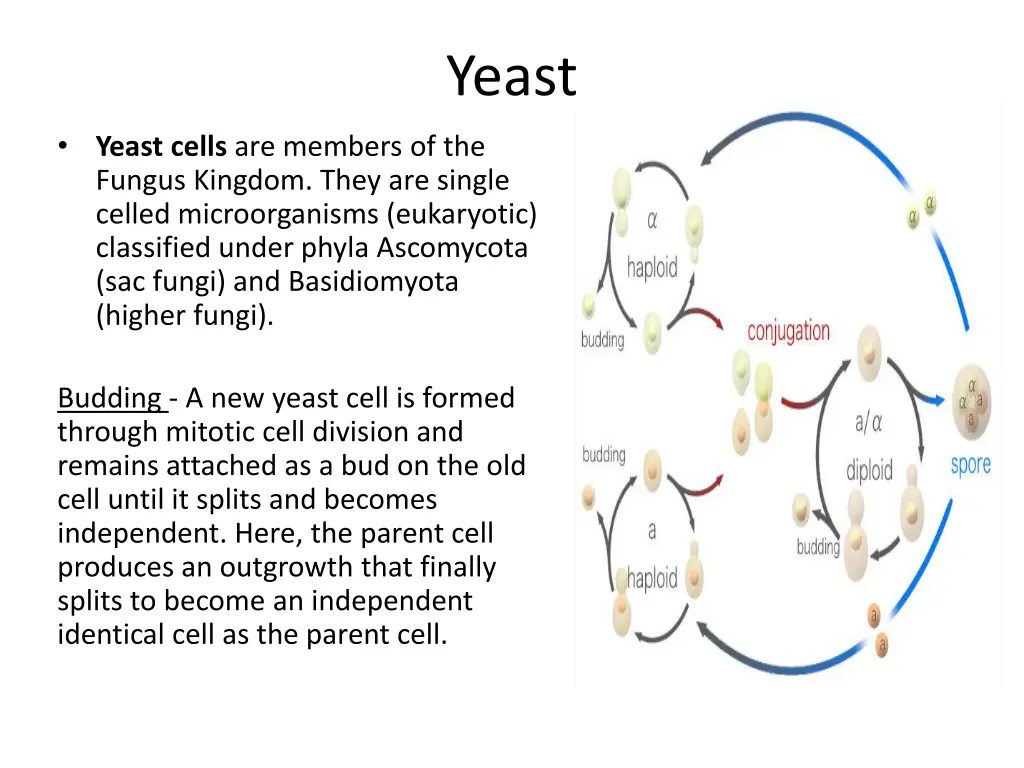 yeast