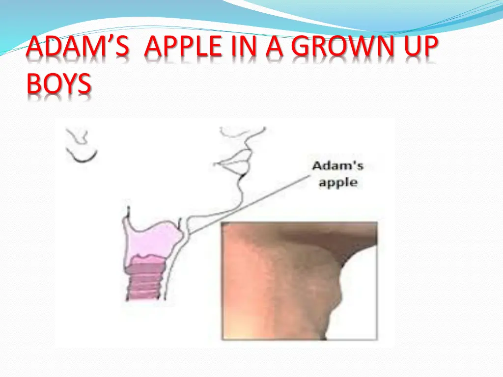 adam s apple in a grown up boys
