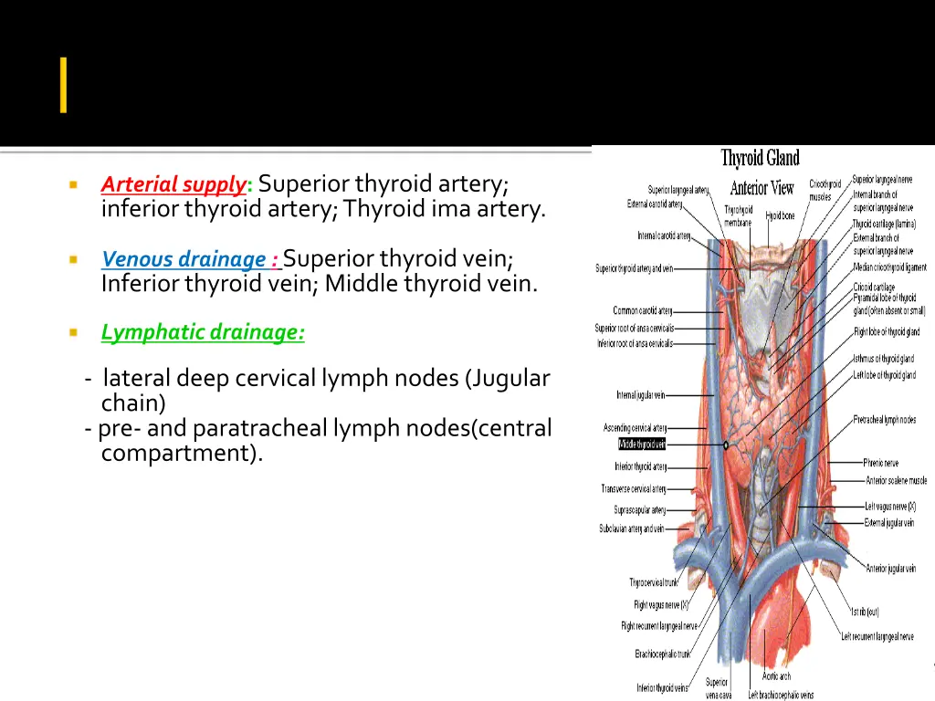 arterial supply superior thyroid artery inferior