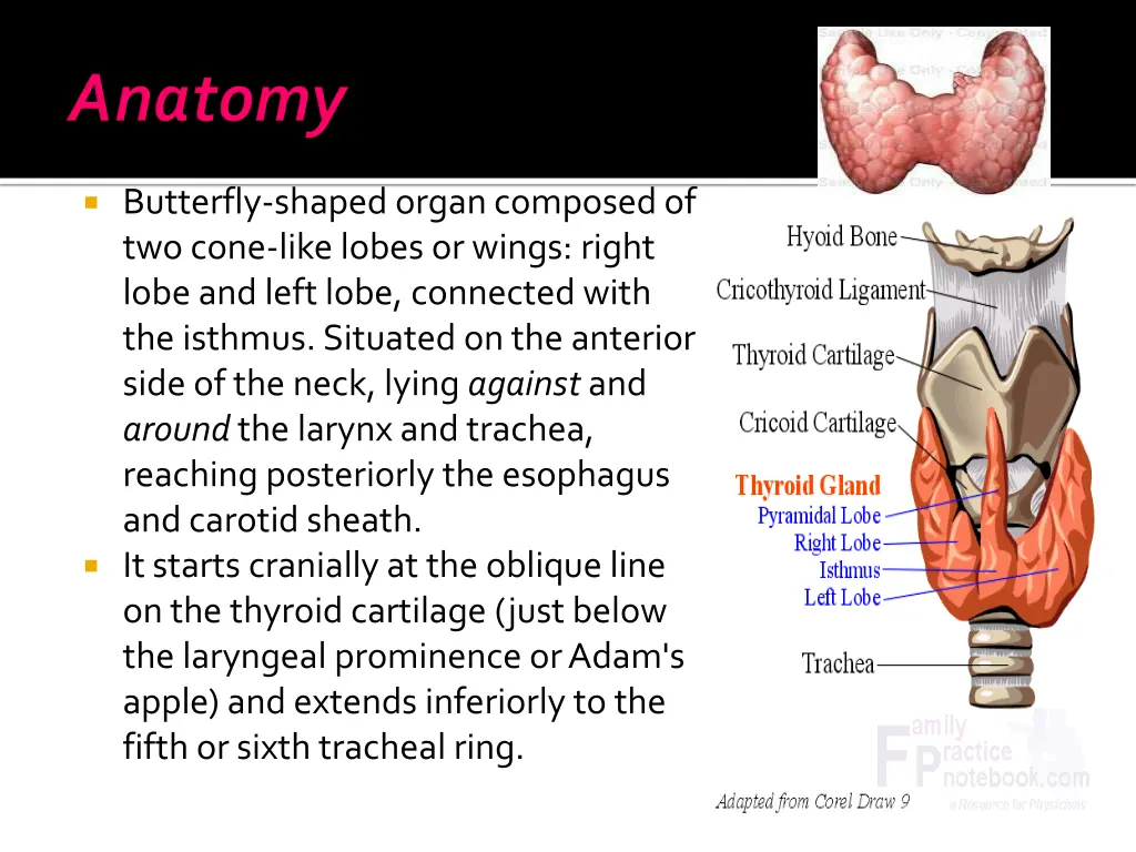 butterfly shaped organ composed of two cone like
