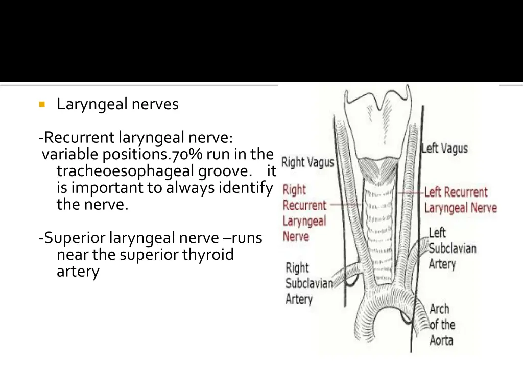 laryngeal nerves