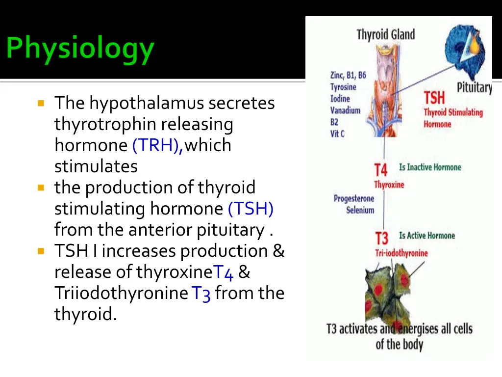 the hypothalamus secretes thyrotrophin releasing