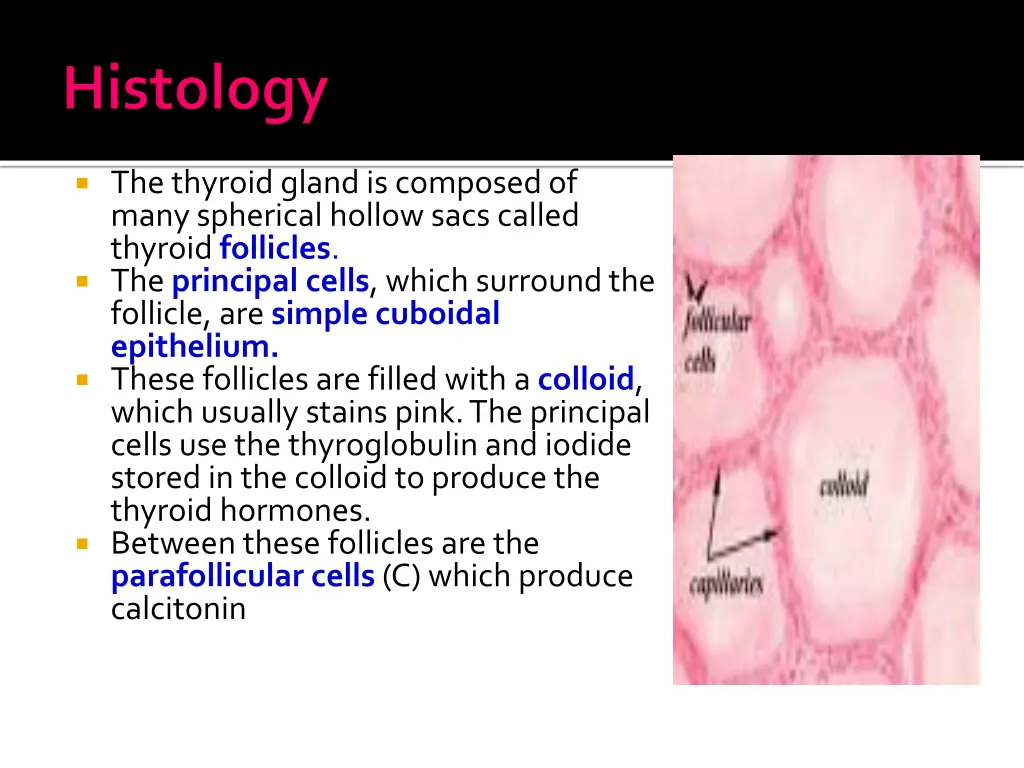 the thyroid gland is composed of many spherical