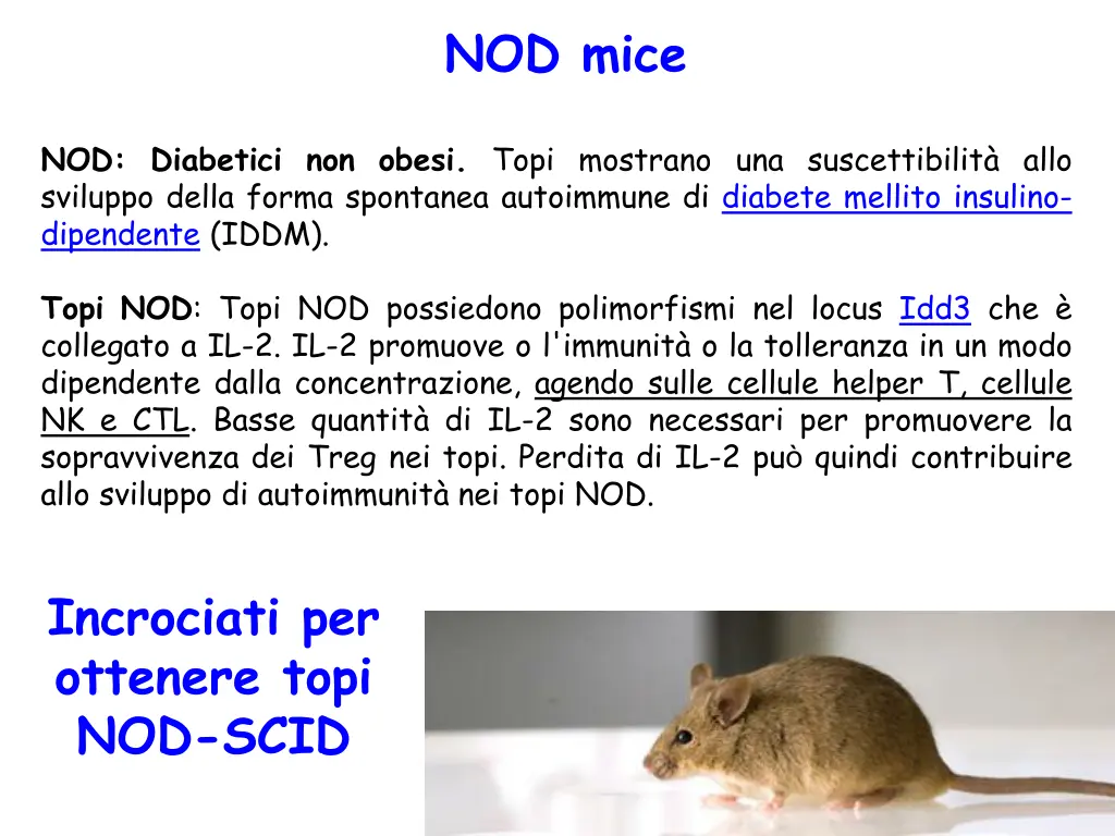 nod mice