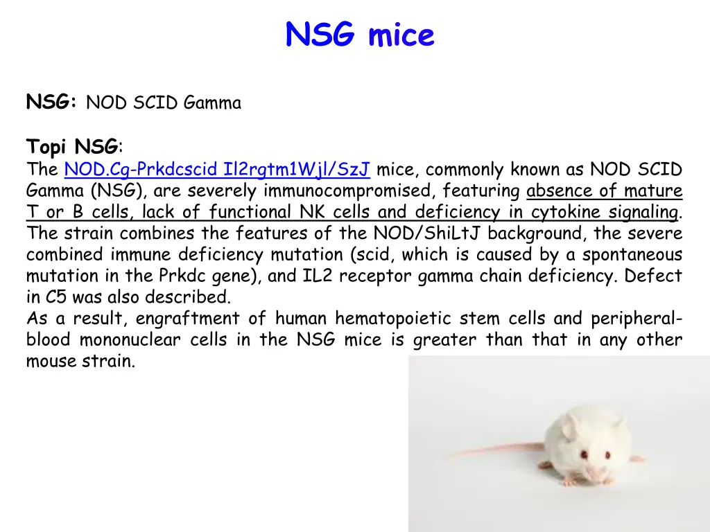 nsg mice