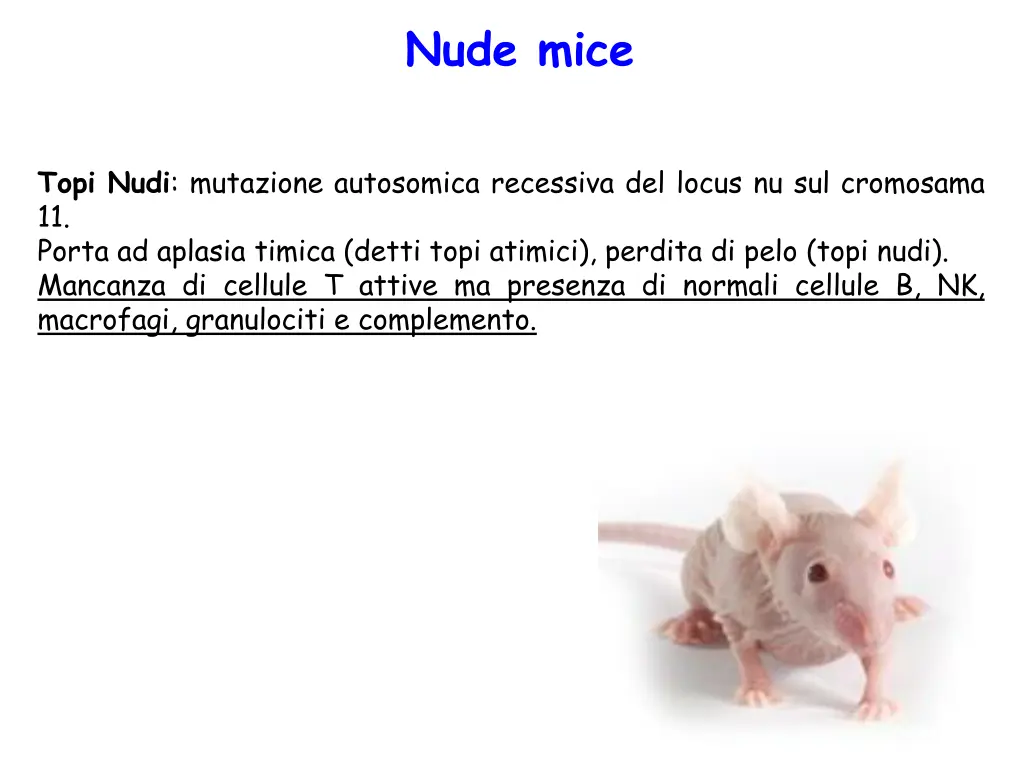 nude mice