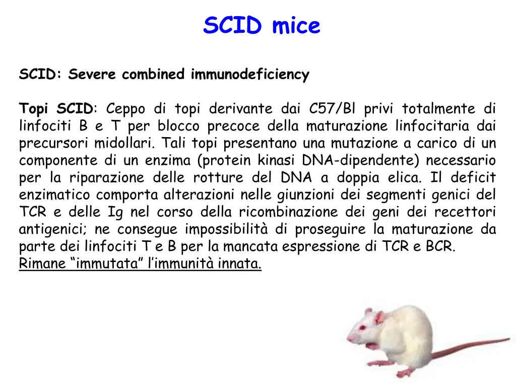 scid mice