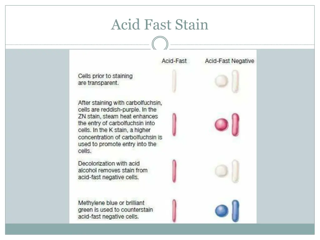 acid fast stain