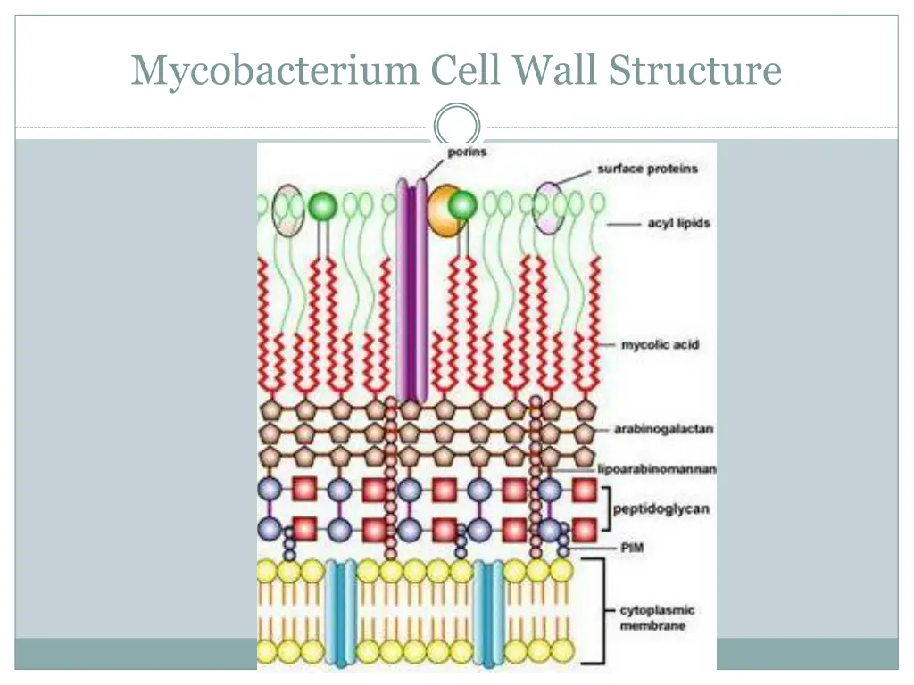 mycobacterium cell wall structure