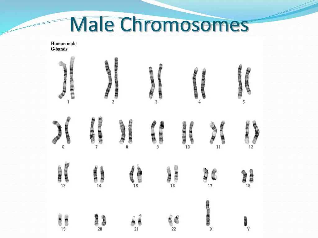 male chromosomes