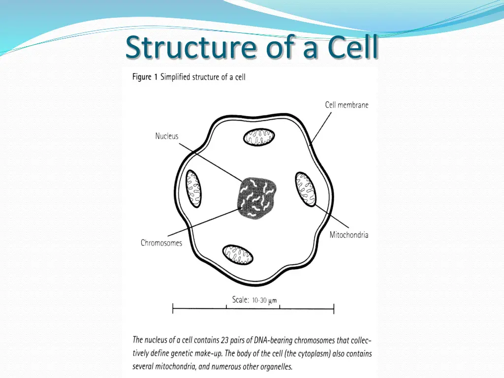 structure of a cell