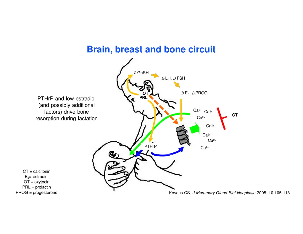 brain breast and bone circuit