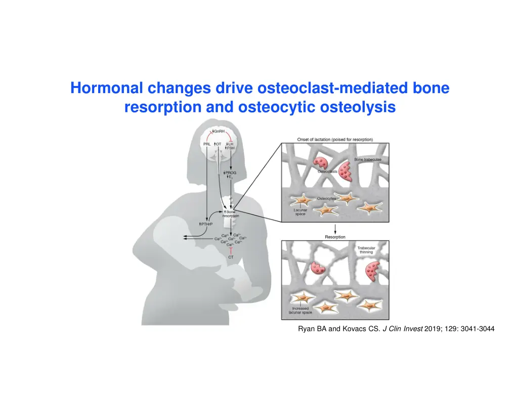 hormonal changes drive osteoclast mediated bone