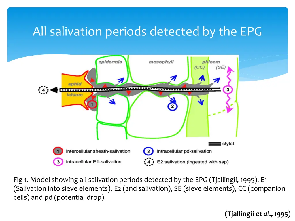 all salivation periods detected by the epg