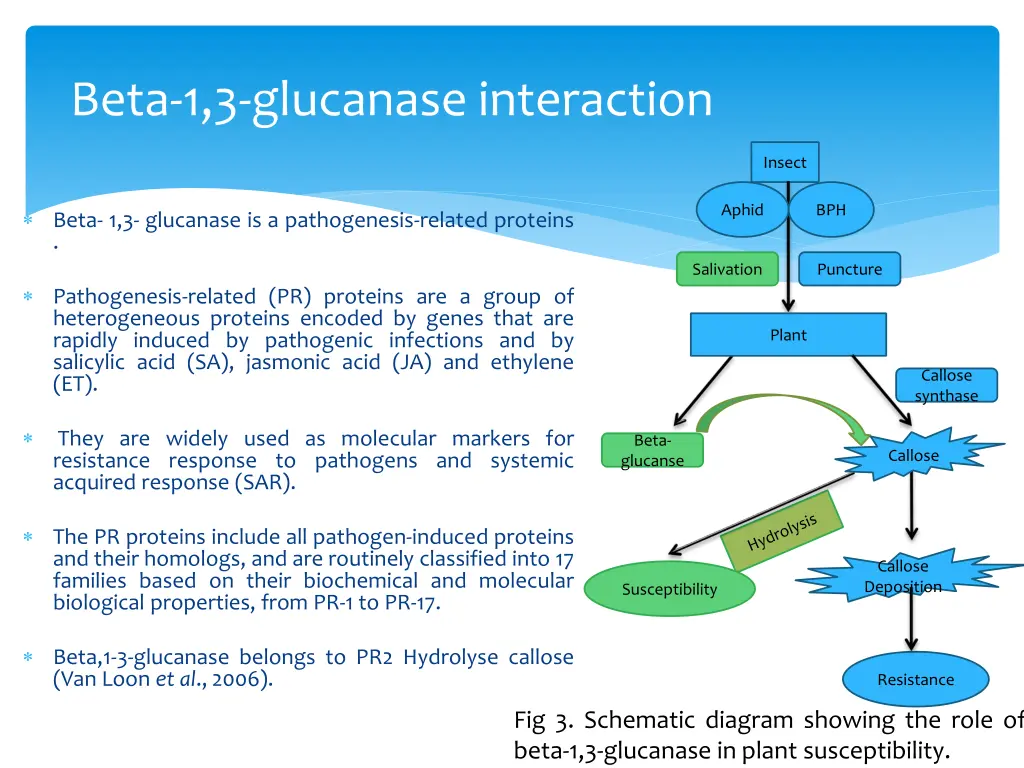 beta 1 3 glucanase interaction