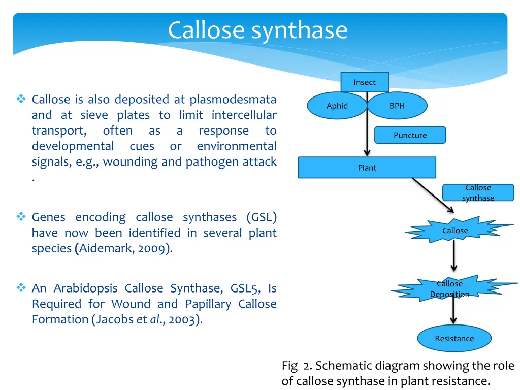 callose synthase