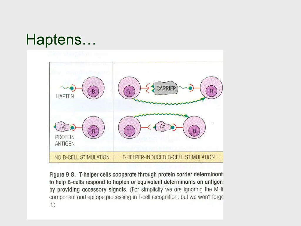 haptens