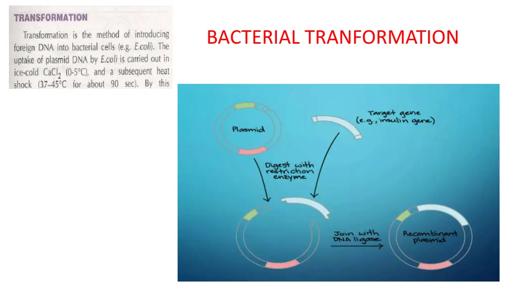 bacterial tranformation