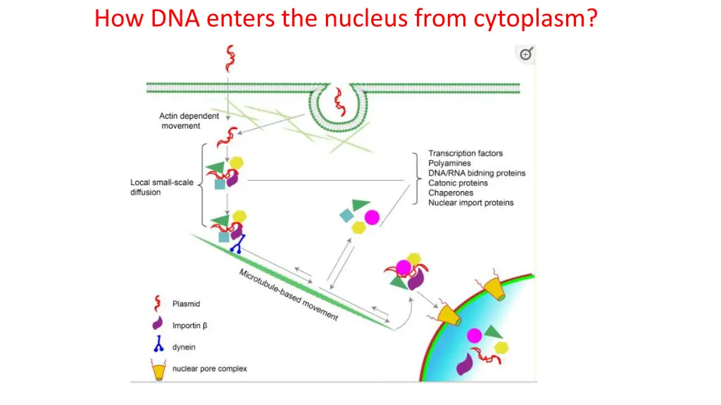 how dna enters the nucleus from cytoplasm