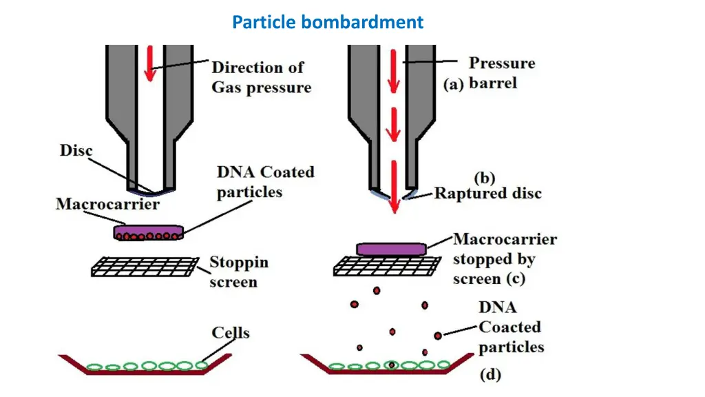 particle bombardment