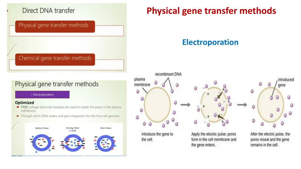 physical gene transfer methods