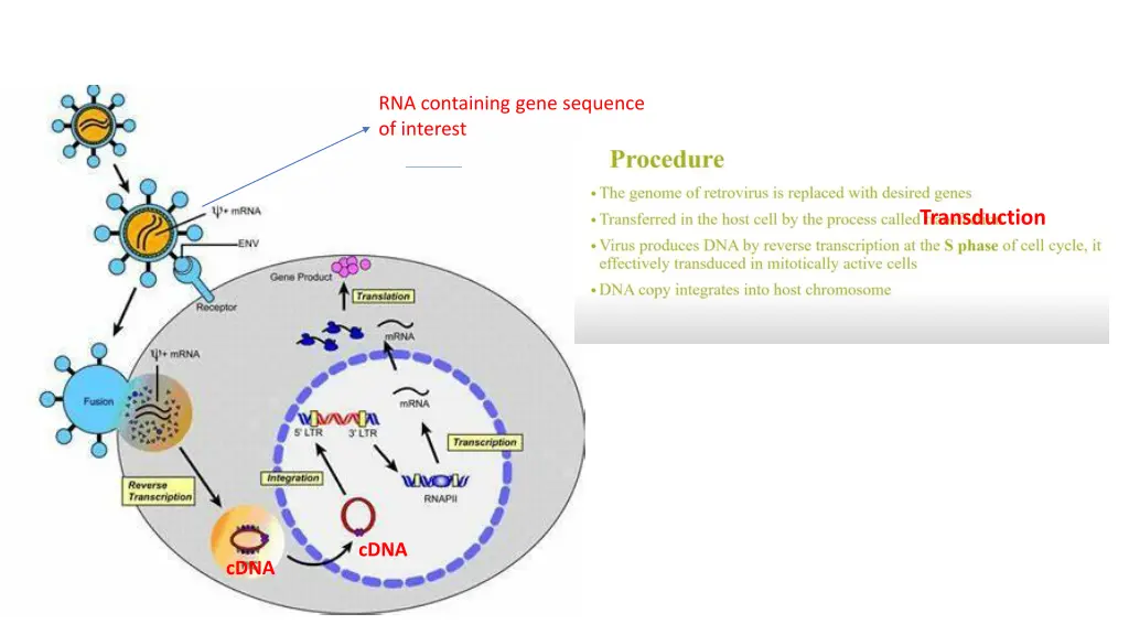 rna containing gene sequence of interest