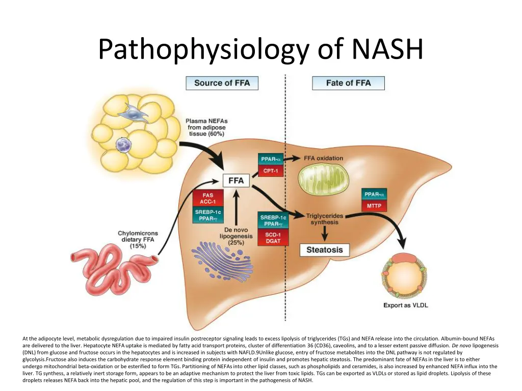 pathophysiology of nash