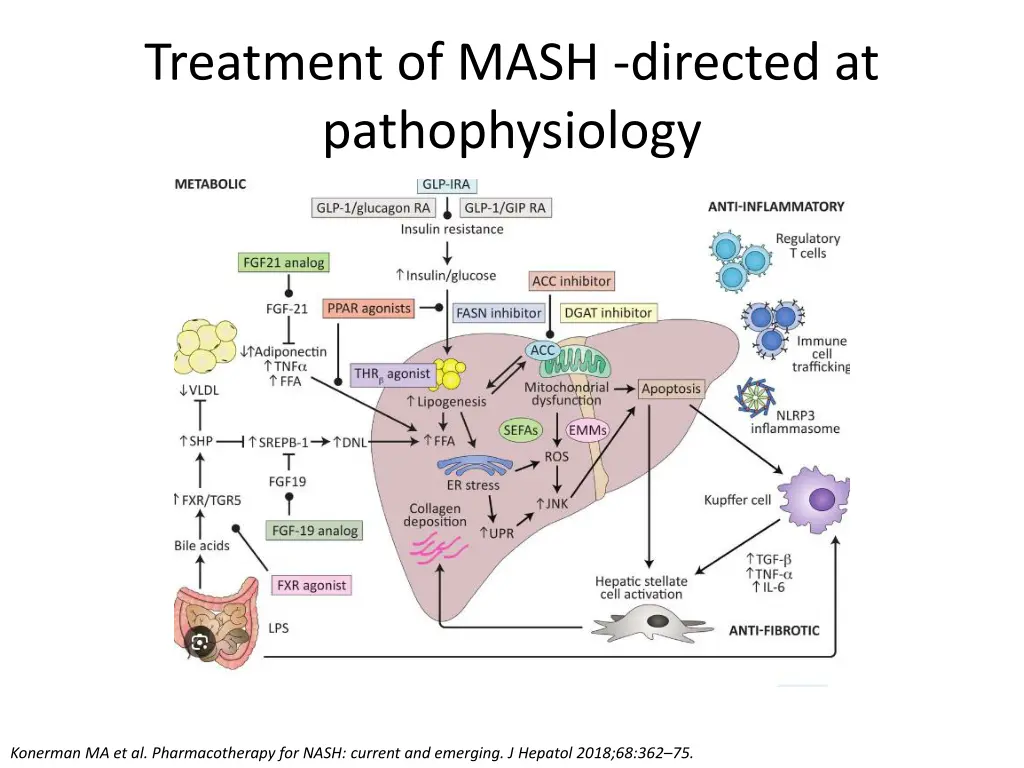 treatment of mash directed at pathophysiology