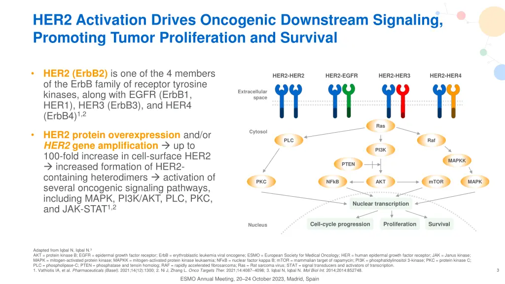 her2 activation drives oncogenic downstream