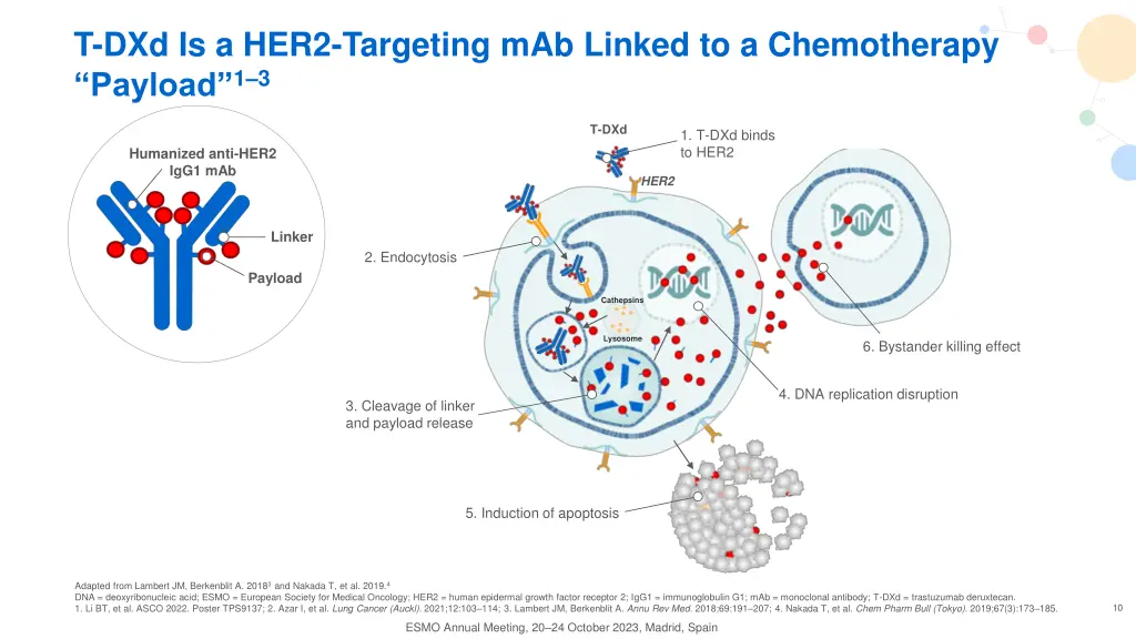 t dxd is a her2 targeting mab linked 1