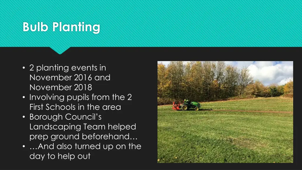 bulb planting
