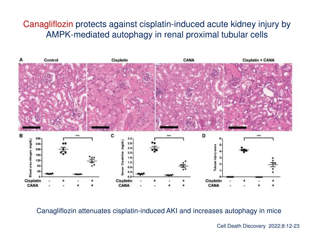 canagliflozin protects against cisplatin induced 1
