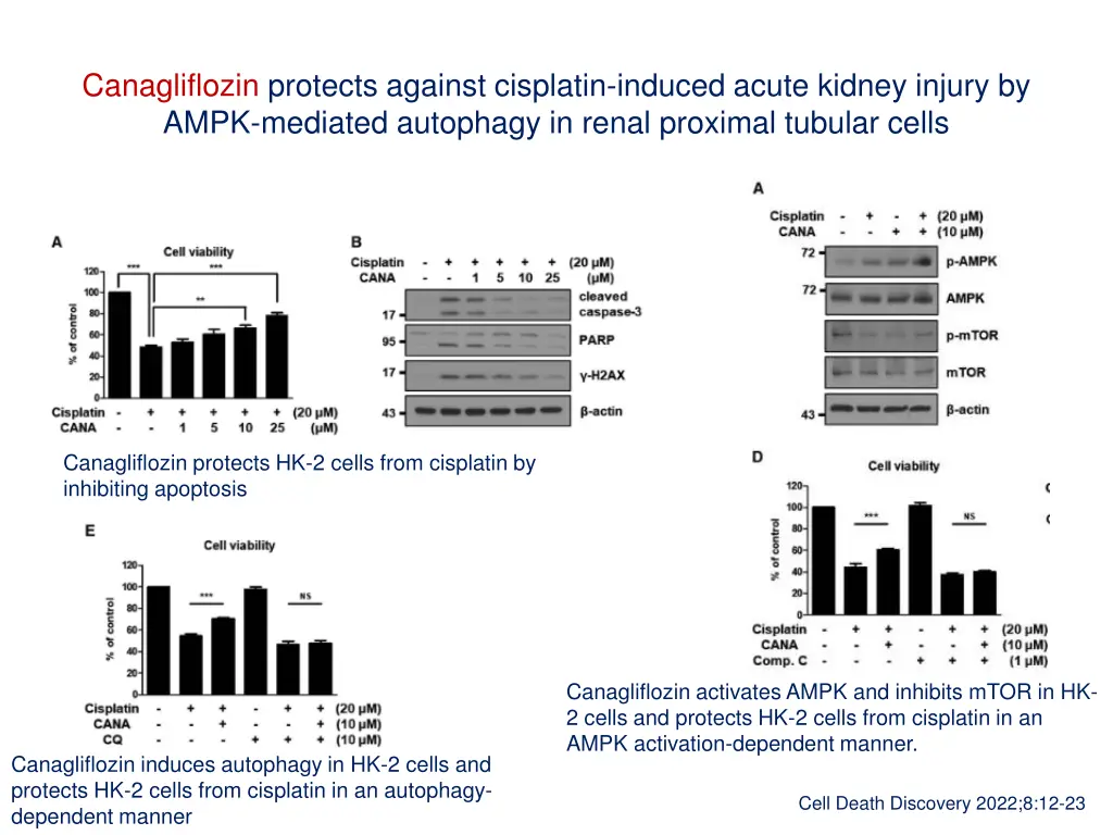 canagliflozin protects against cisplatin induced