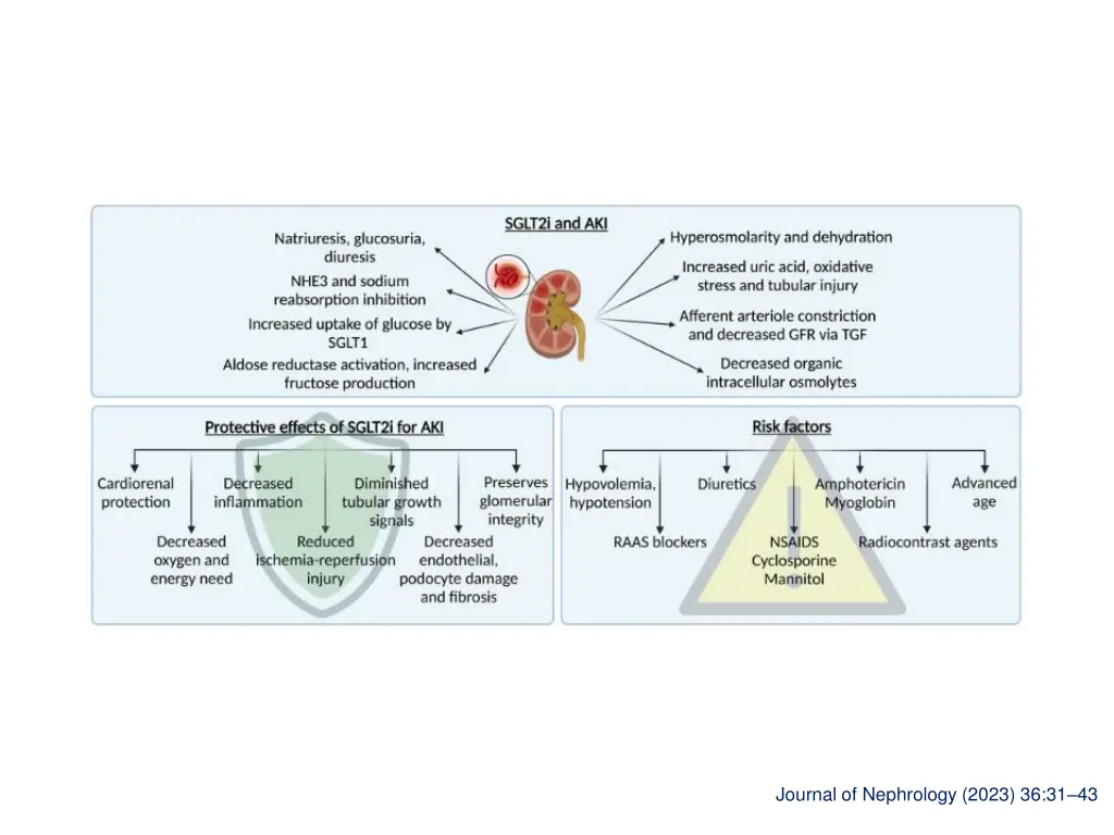 journal of nephrology 2023 36 31 43 1