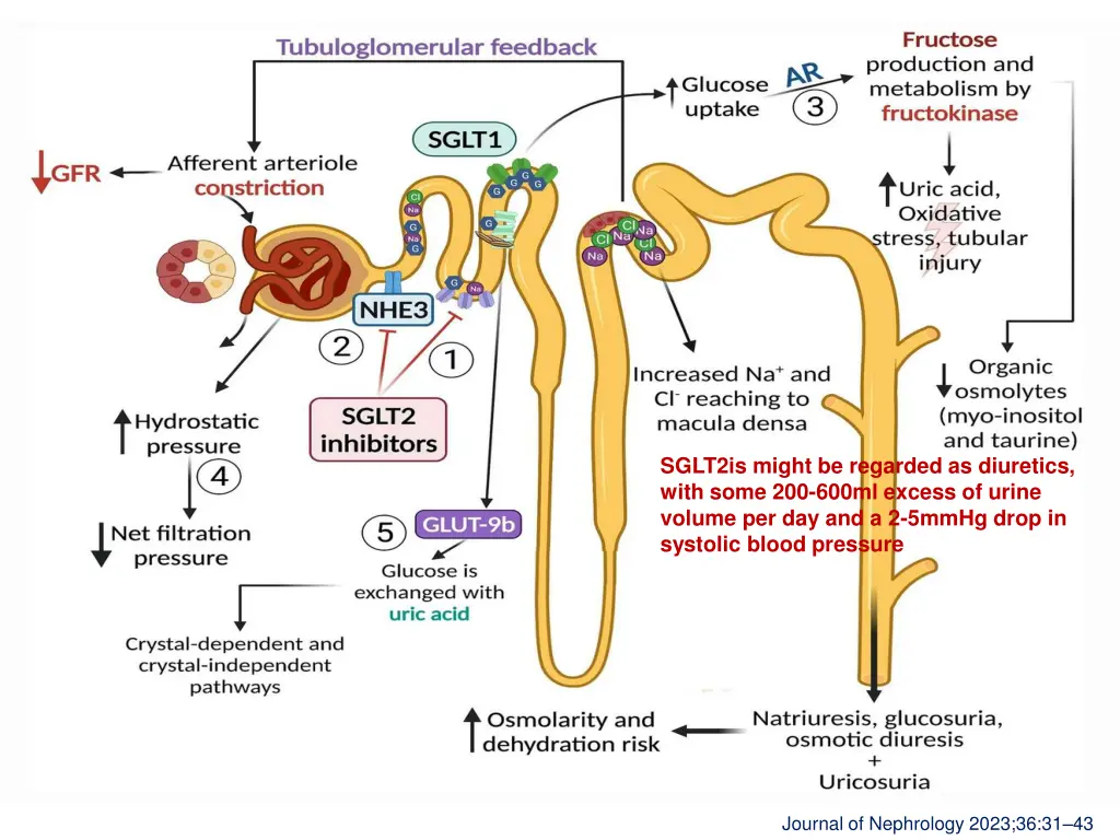 sglt2is might be regarded as diuretics with some