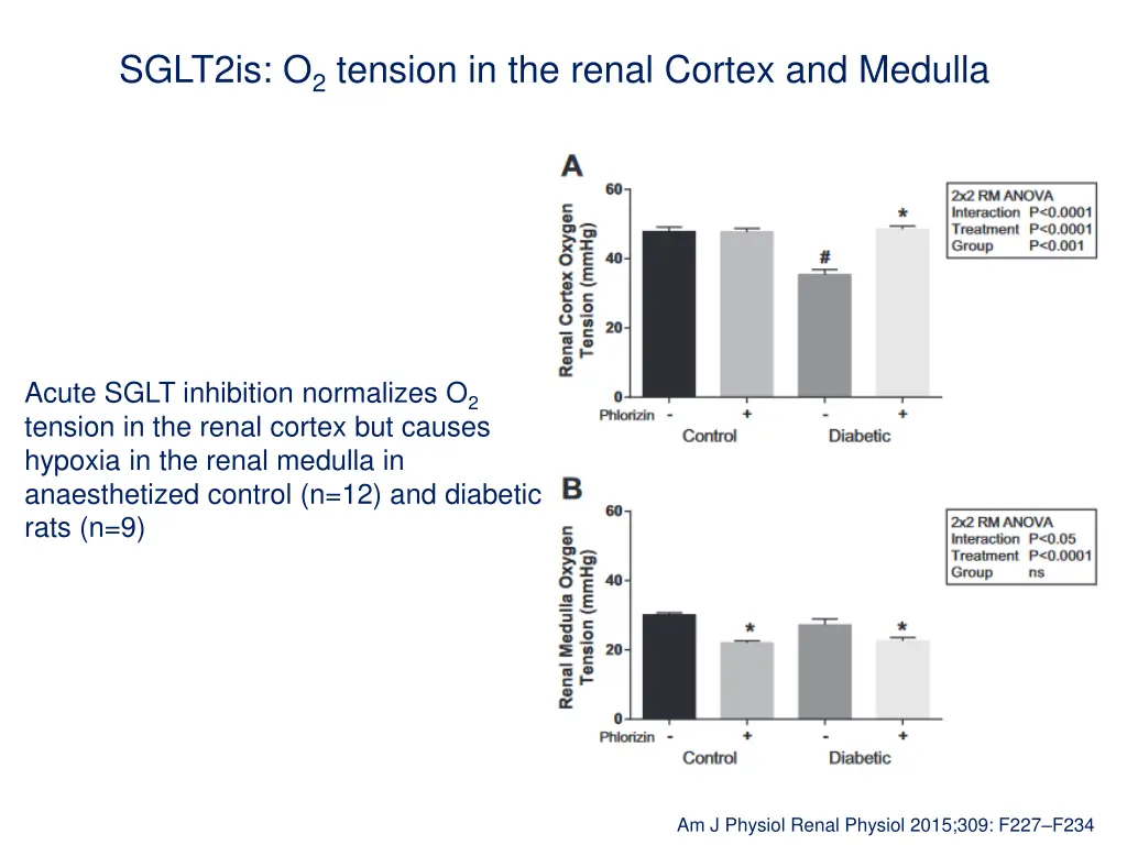 sglt2is o 2 tension in the renal cortex