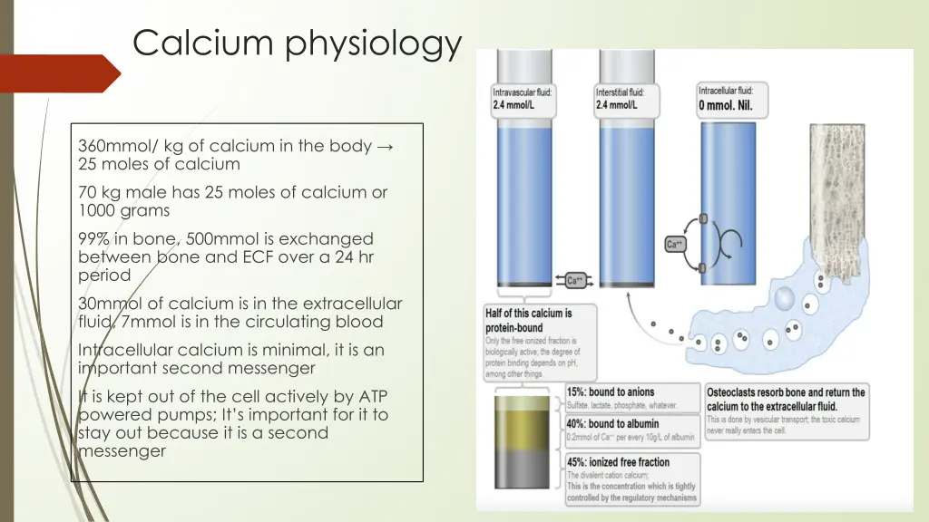 calcium physiology