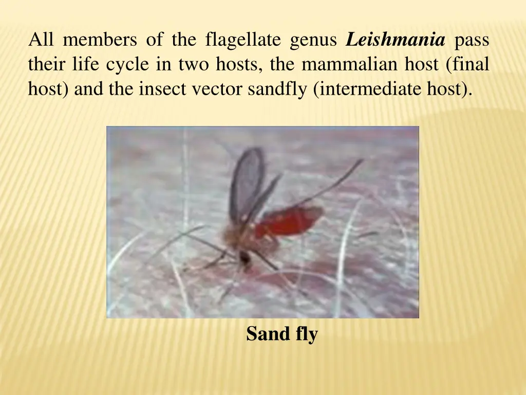 all members of the flagellate genus leishmania