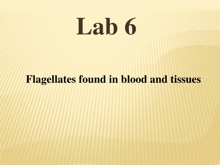 lab 6