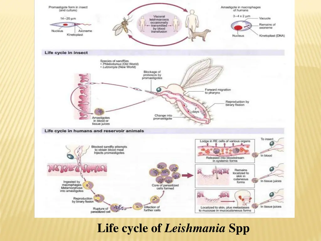 life cycle of leishmania spp