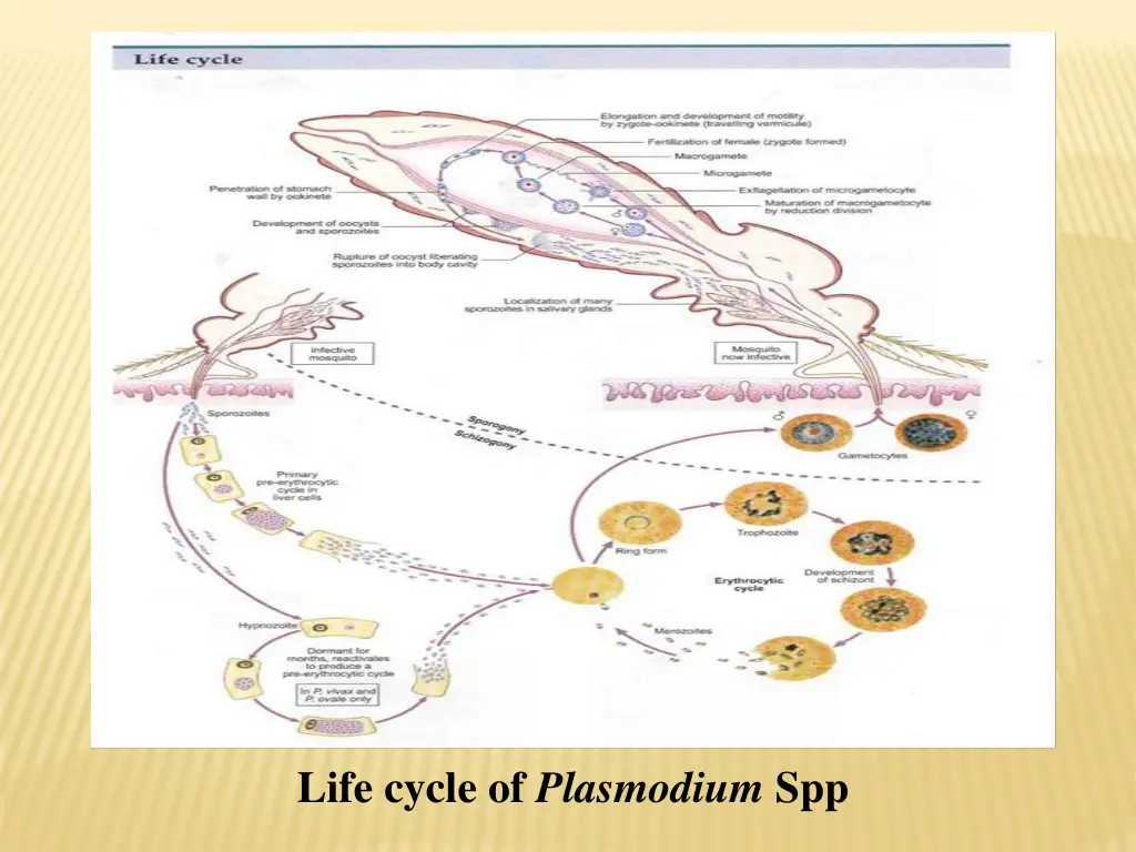 life cycle of plasmodium spp