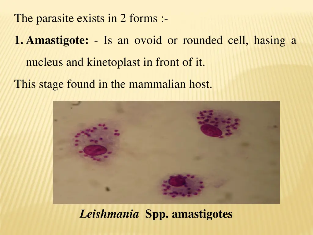 the parasite exists in 2 forms