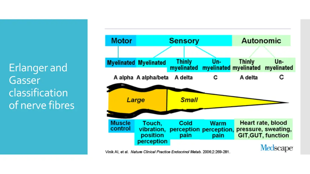 erlanger and gasser classification of nerve fibres