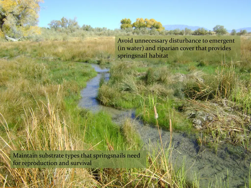 avoid unnecessary disturbance to emergent