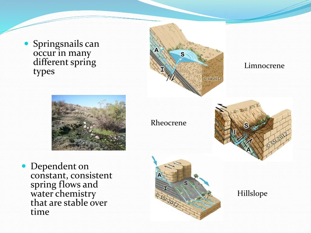 springsnails can occur in many different spring