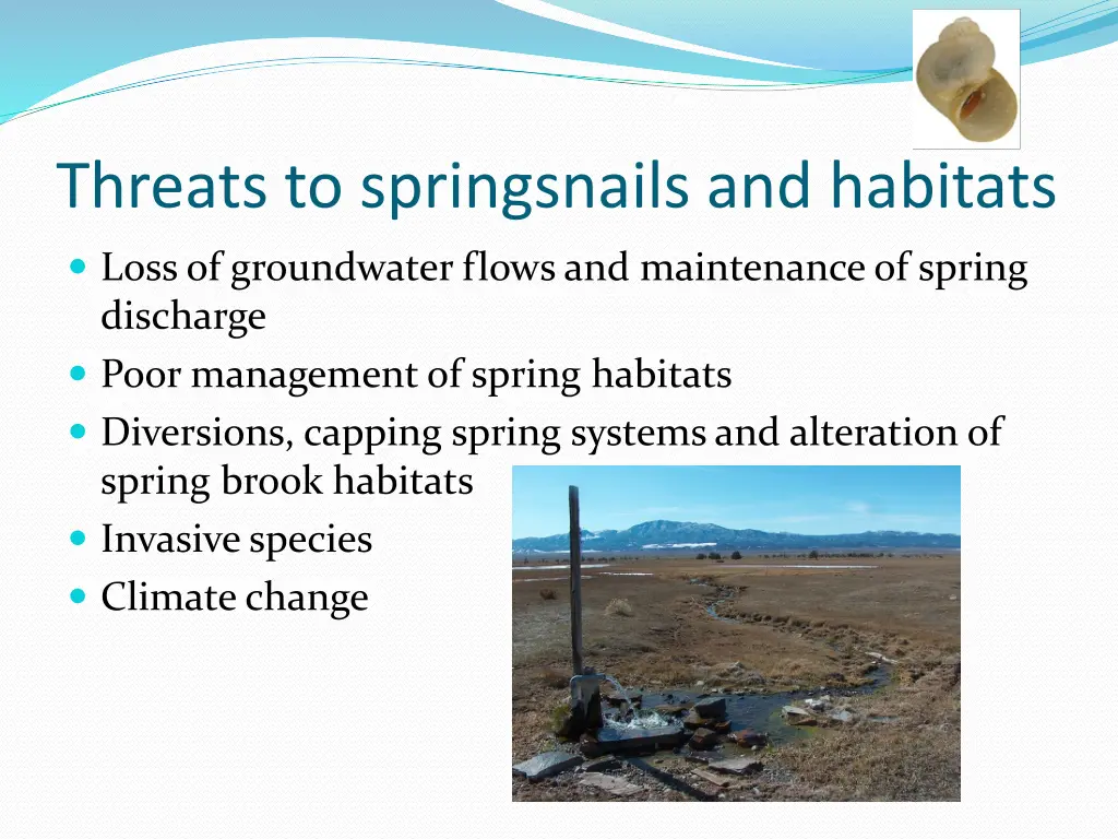 threats to springsnails and habitats