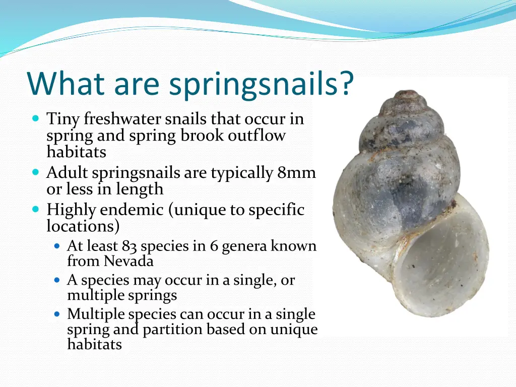 what are springsnails tiny freshwater snails that