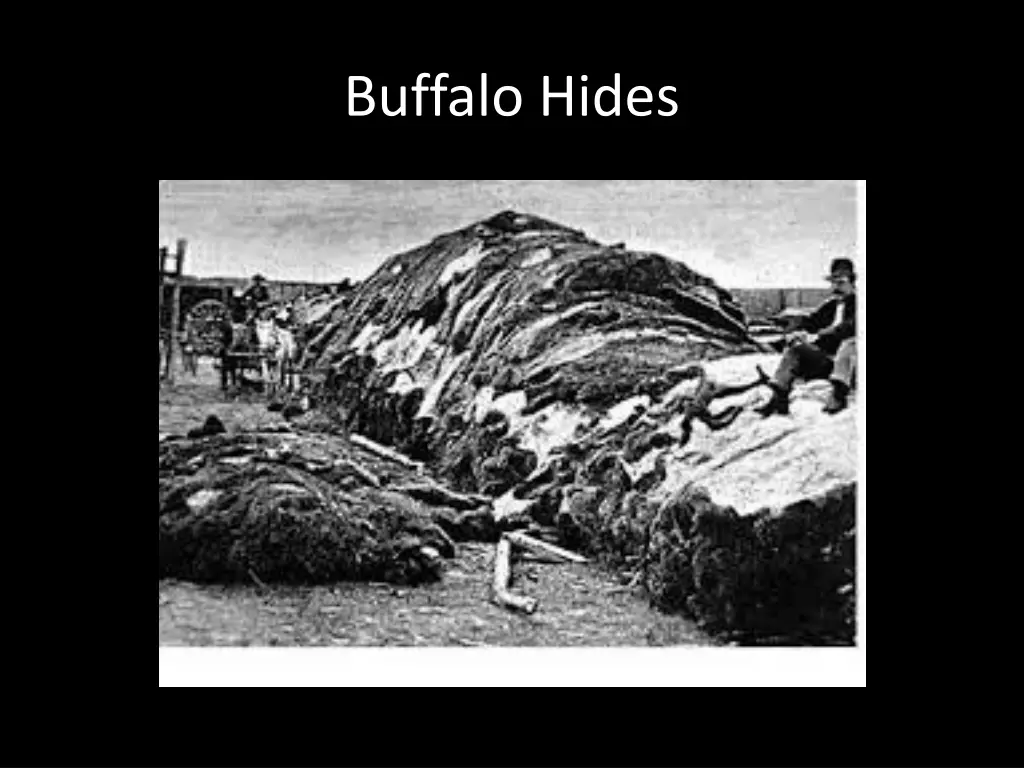 buffalo hides